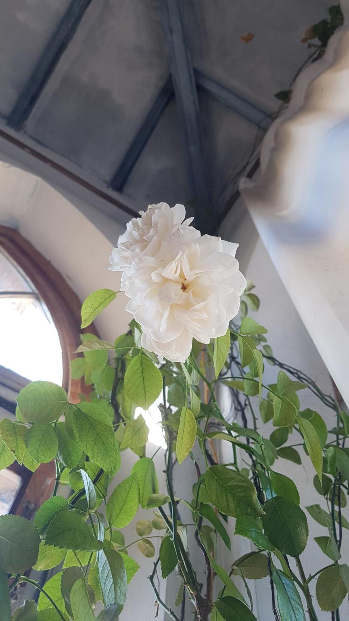 La Torre Di Pieve Hotell Pieve Santo Stefano Exteriör bild